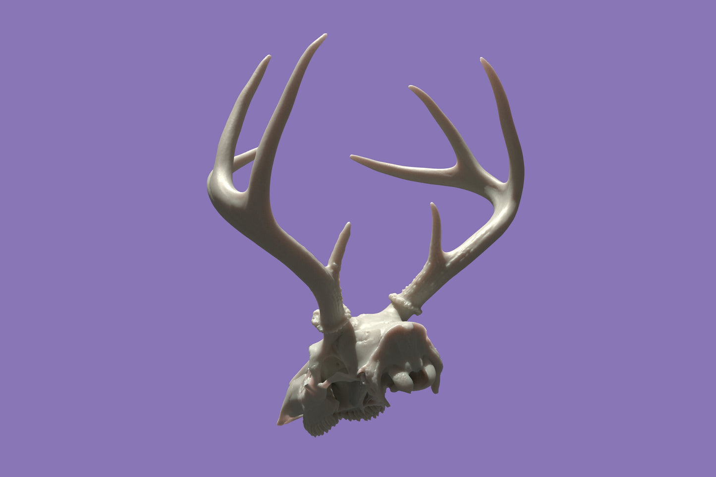 Deer Head with Antlers Resin Printed Ultra High resolution Decor Art