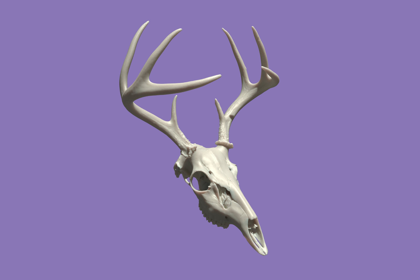 Deer Head with Antlers Resin Printed Ultra High resolution Decor Art