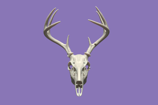 Deer Head with Antlers Resin Printed Ultra High resolution Decor Art