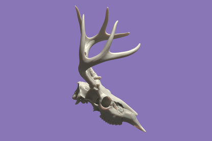 Deer Head with Antlers Resin Printed Ultra High resolution Decor Art