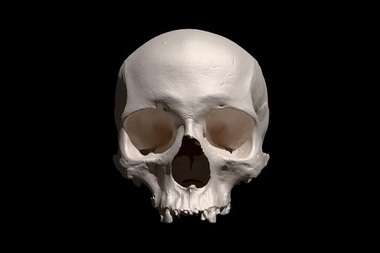 Realistic 3D Printed Homo Sapiens Skull Replica | Human Anatomy Model | Educational Tool | Scientific Decor